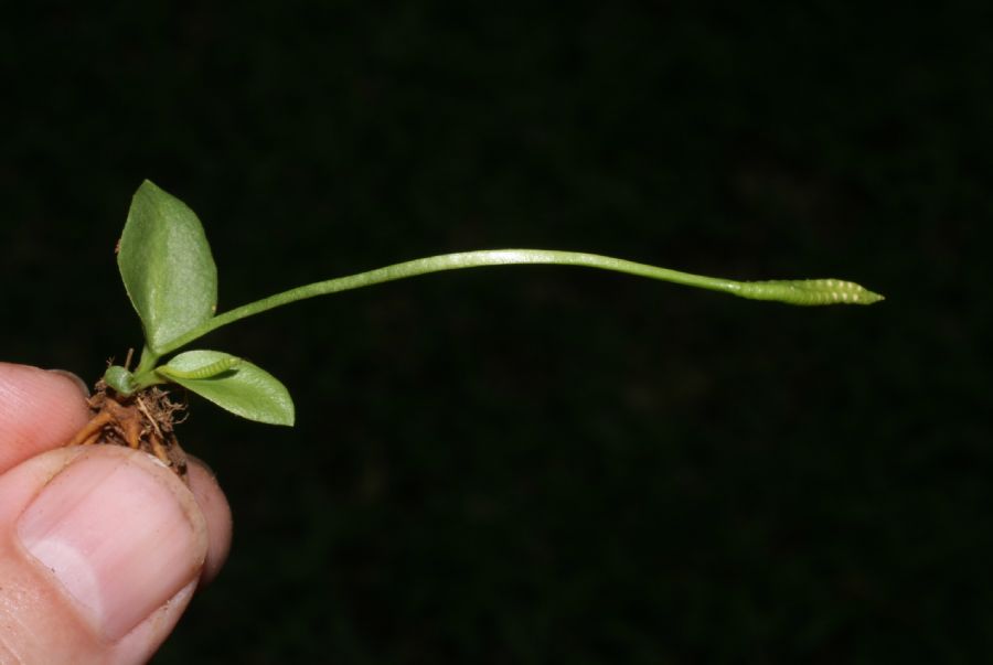 Ophioglossaceae Ophioglossum nudicaule
