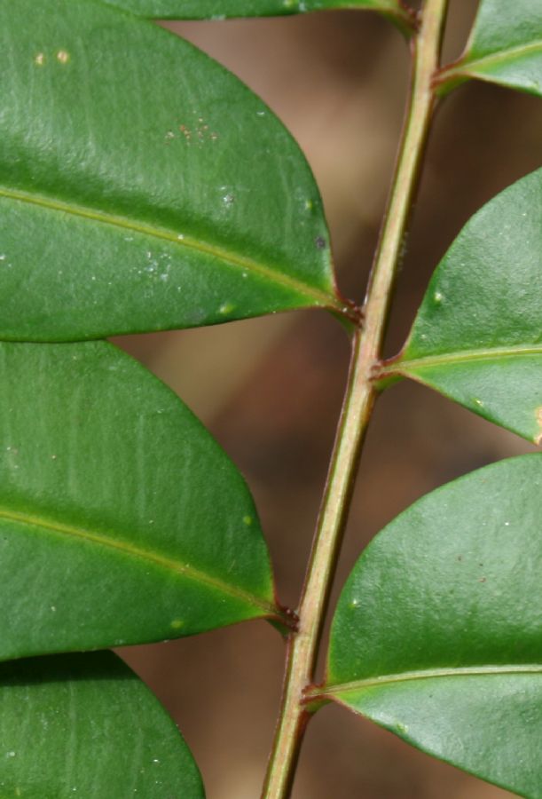 Simaroubaceae Simarouba amara