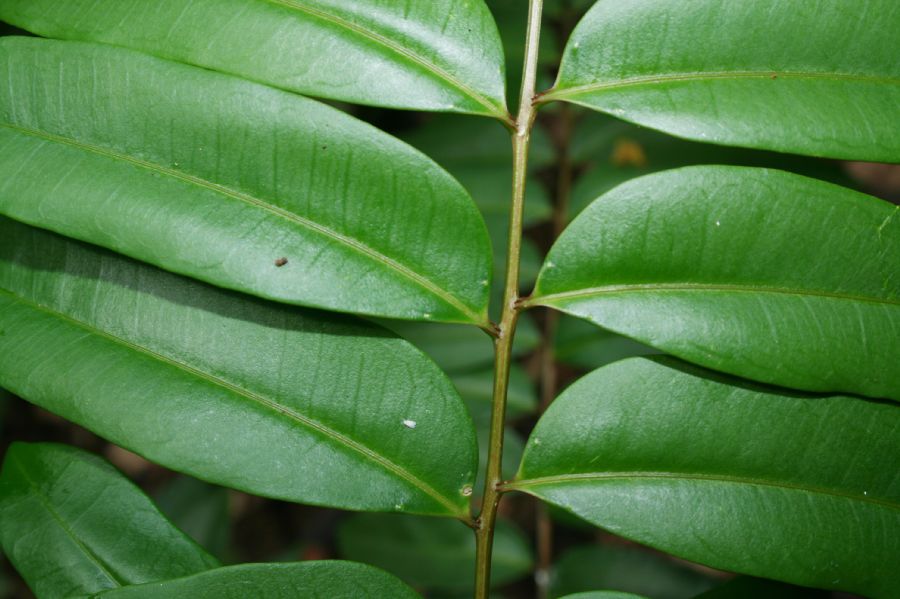 Simaroubaceae Simarouba amara