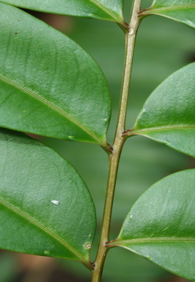 Simaroubaceae Simarouba amara