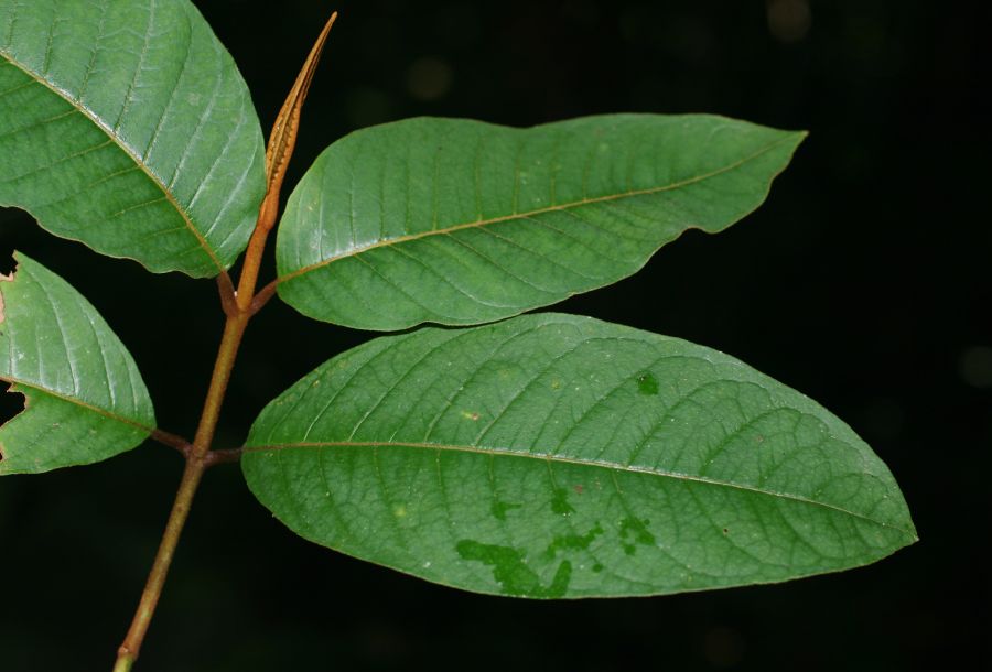 Hypericaceae Vismia macrophylla