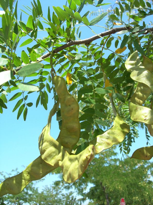 Fabaceae Gleditsia triacanthos