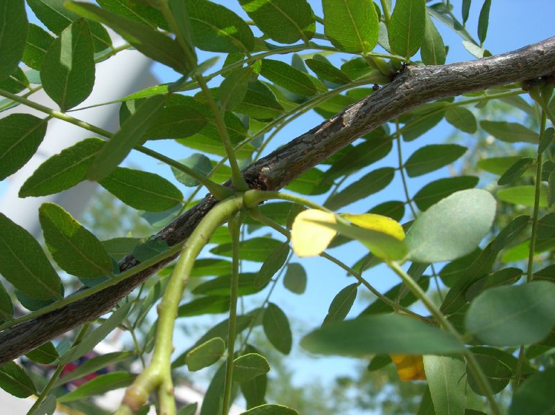 Fabaceae Gleditsia triacanthos