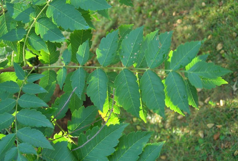 Sapindaceae Koelreuteria paniculata