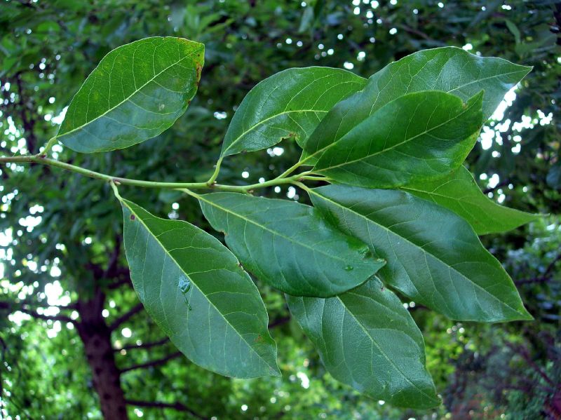 Nyssaceae Nyssa sylvatica