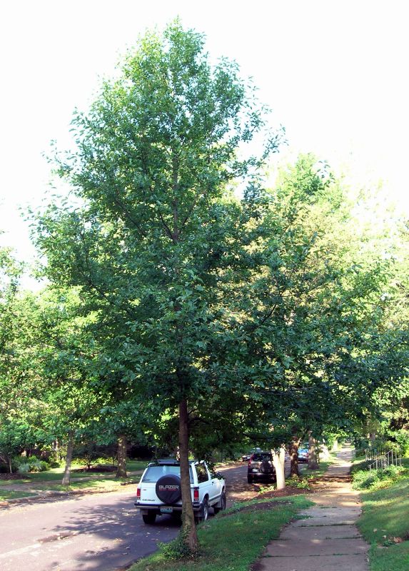 Nyssaceae Nyssa sylvatica