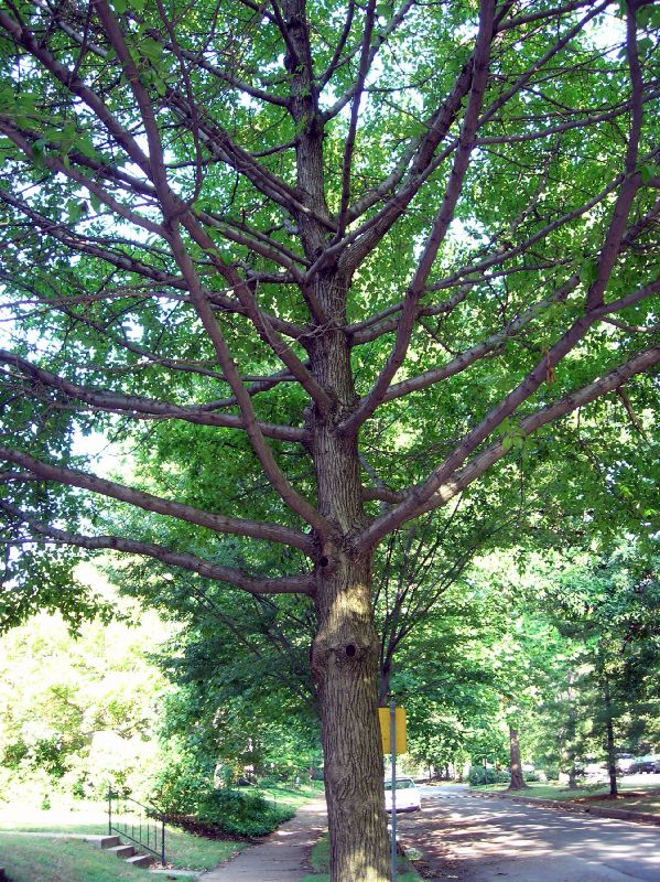 Nyssaceae Nyssa sylvatica