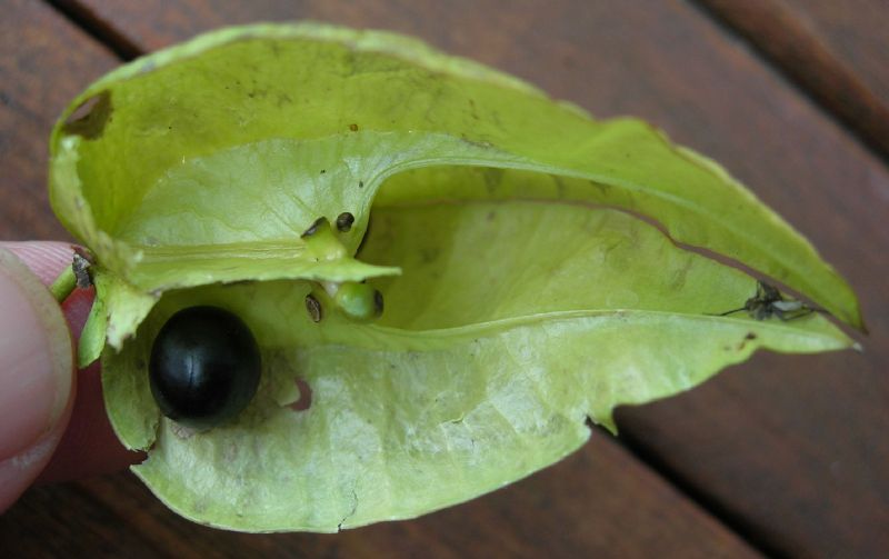 Sapindaceae Koelreuteria paniculata