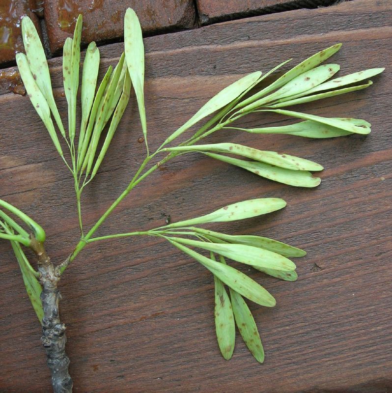 Oleaceae Fraxinus pennsylvanica