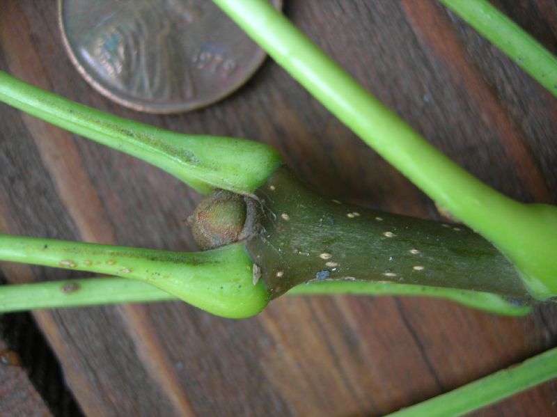 Oleaceae Fraxinus pennsylvanica