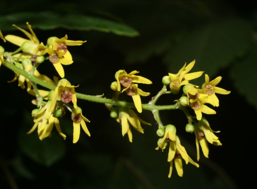 Sapindaceae Koelreuteria paniculata