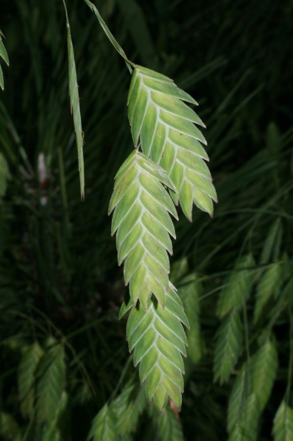 Poaceae Chasmanthium latifolium