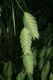 image of Chasmanthium latifolium