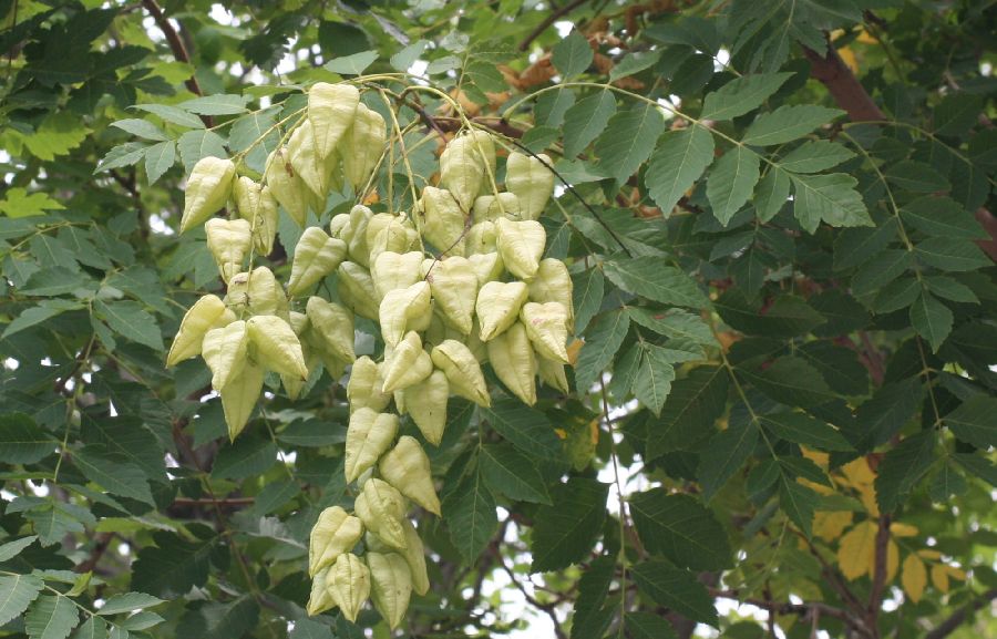 Sapindaceae Koelreuteria paniculata