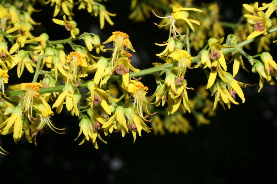 Sapindaceae Koelreuteria paniculata