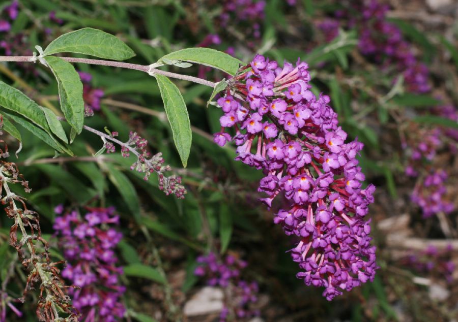 Scrophulariaceae Buddleja davidii