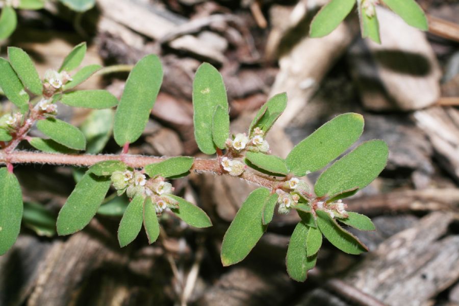 Euphorbiaceae Euphorbia supina