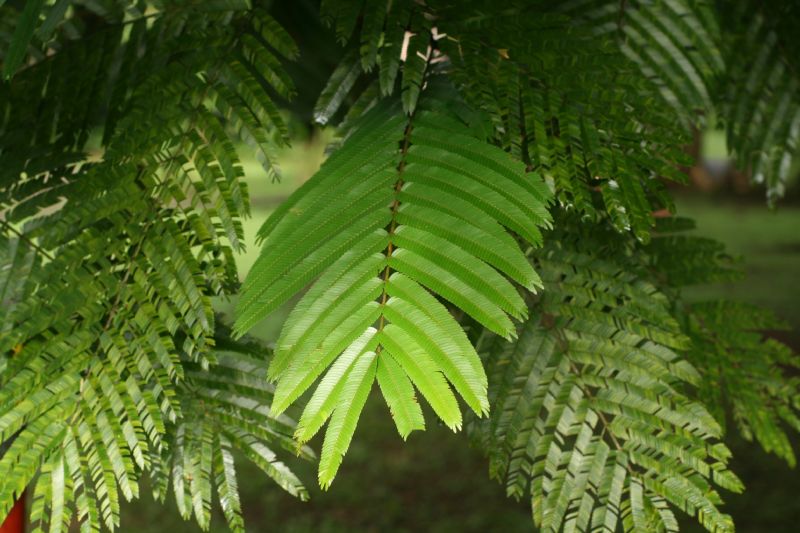 Fabaceae Pentaclethra macroloba