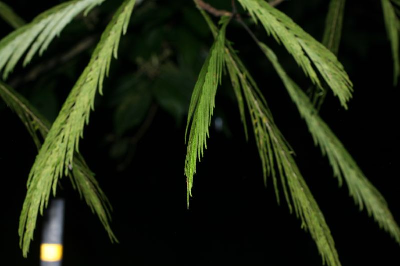 Fabaceae Pentaclethra macroloba