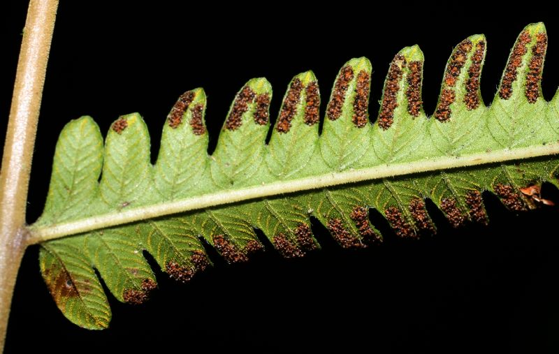 Thelypteridaceae Amblovenatum opulentum