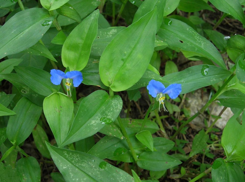 Commelinaceae Commelina communis