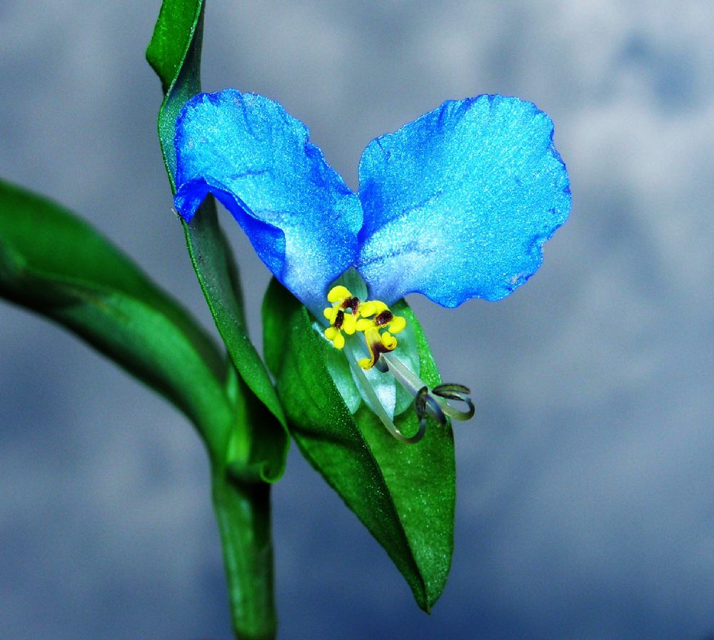 Commelinaceae Commelina communis