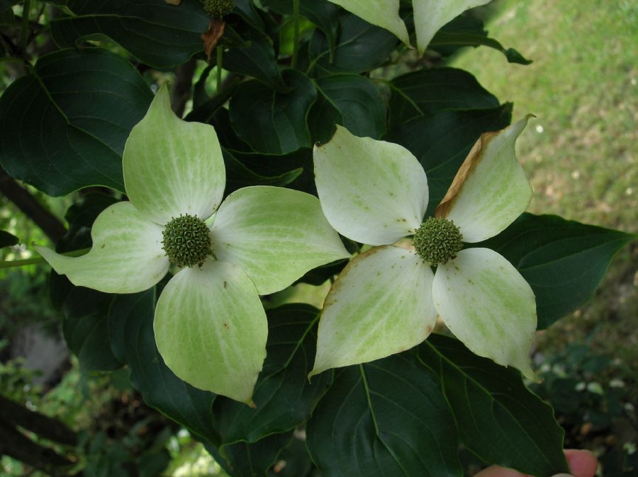 Cornaceae Cornus kousa