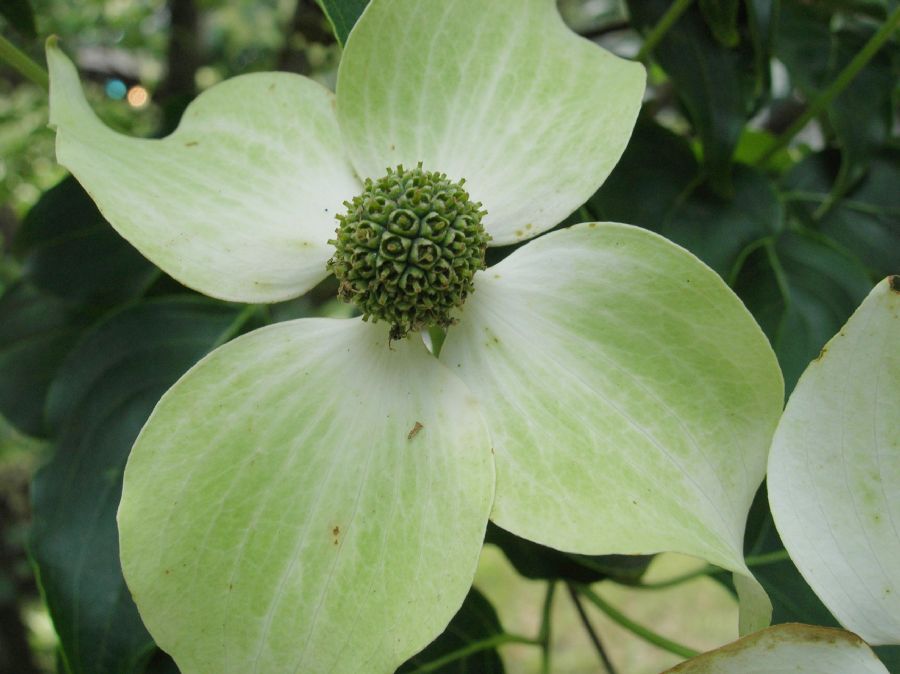 Cornaceae Cornus kousa