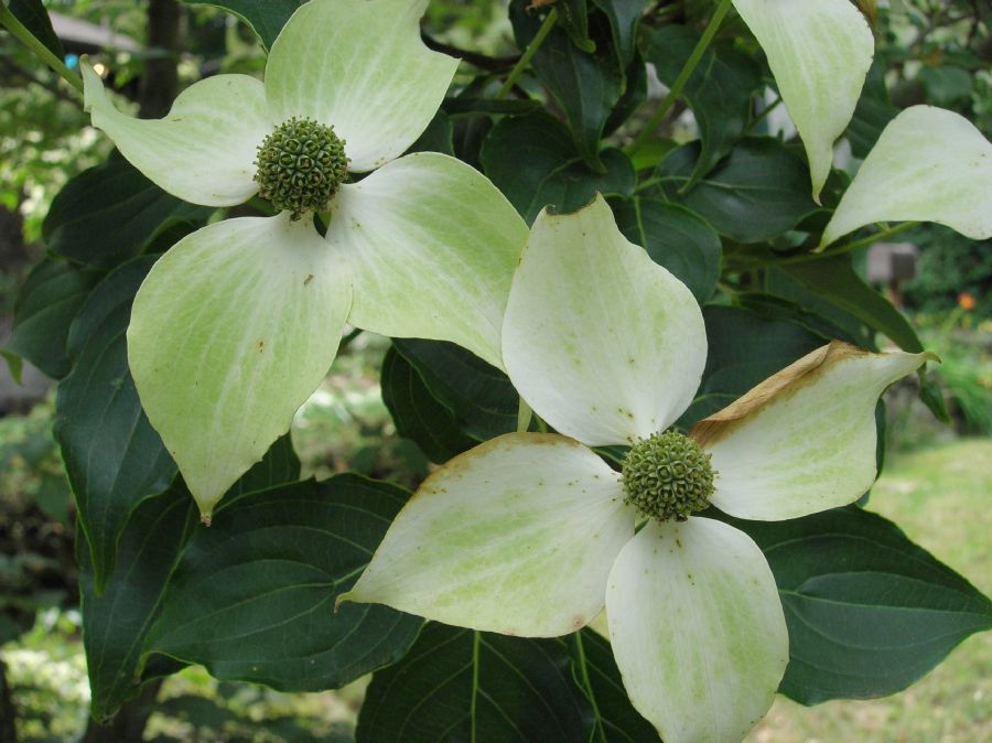 Cornaceae Cornus kousa