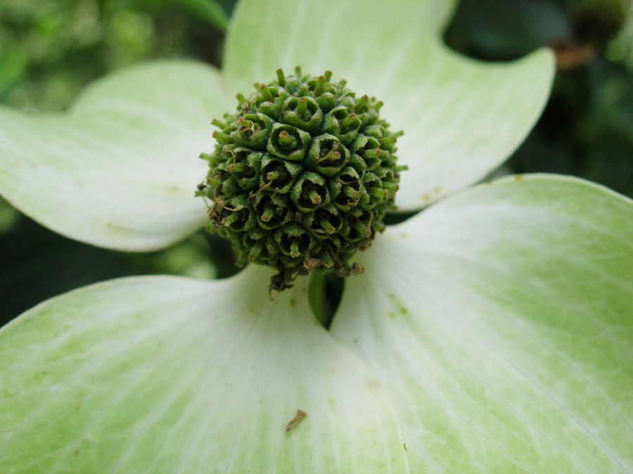 Cornaceae Cornus kousa