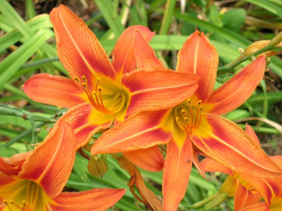 Asphodelaceae Hemerocallis fulva