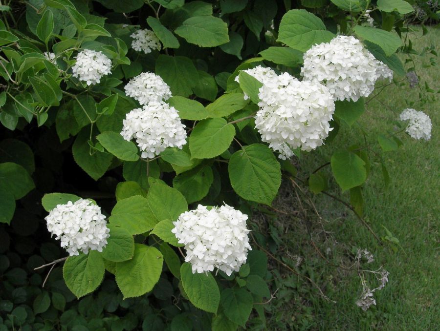Hydrangeaceae Hydrangea 