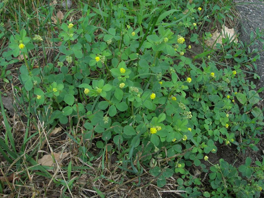 Fabaceae Medicago lupulina