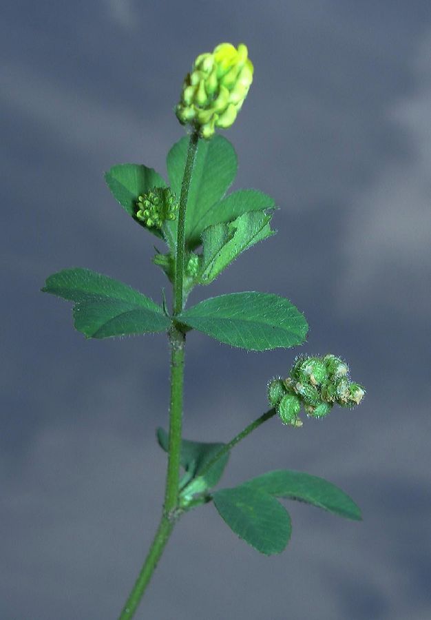 Fabaceae Medicago lupulina