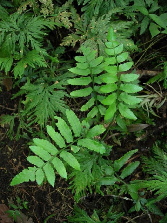 Aspleniaceae Asplenium abscissum