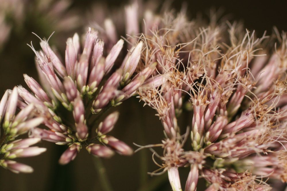 Asteraceae Eupatorium purpureum