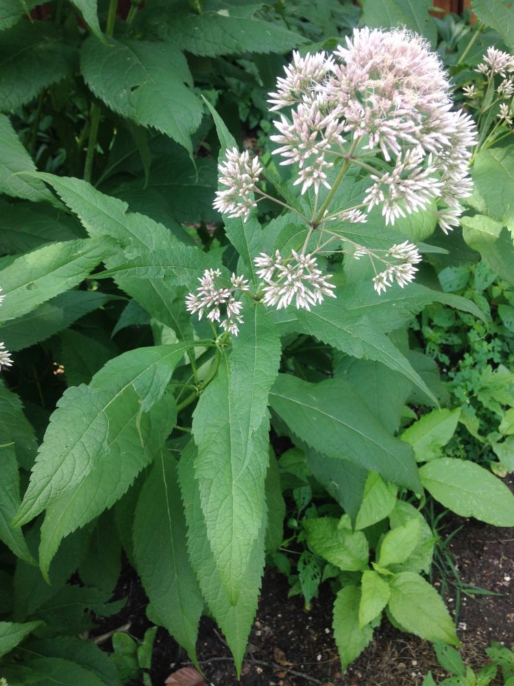 Asteraceae Eupatorium purpureum