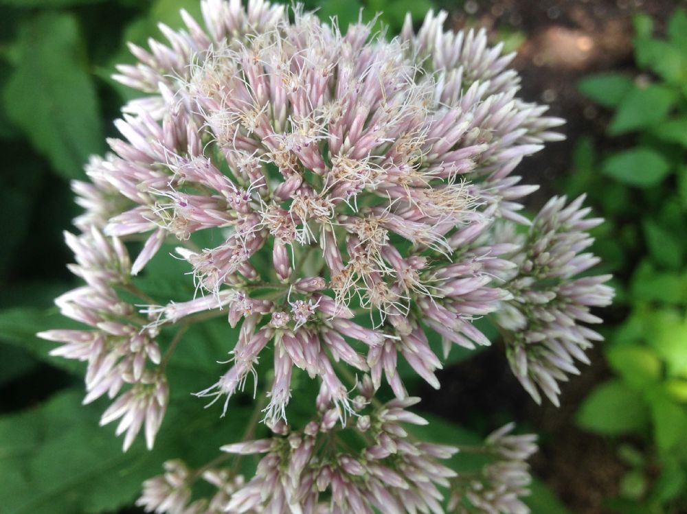 Asteraceae Eupatorium purpureum