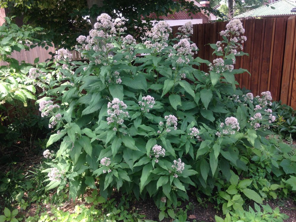 Asteraceae Eupatorium purpureum