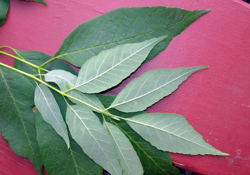 Oleaceae Fraxinus pensylvannica