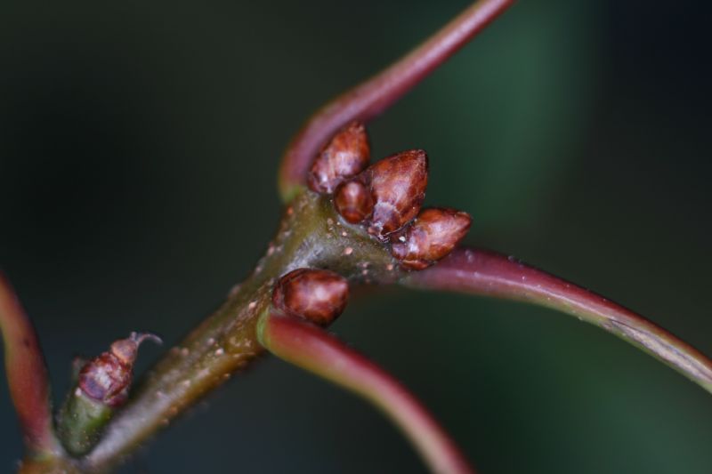 Fagaceae Quercus rubra