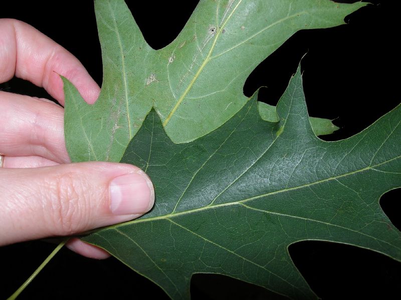 Fagaceae Quercus rubra