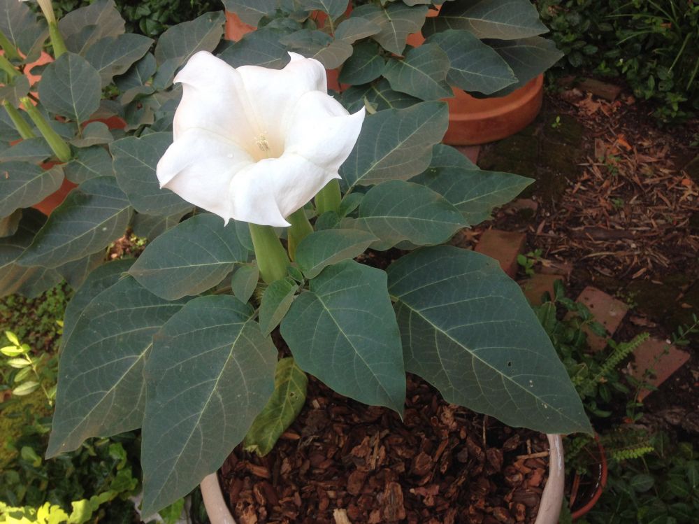 Solanaceae Datura innoxia