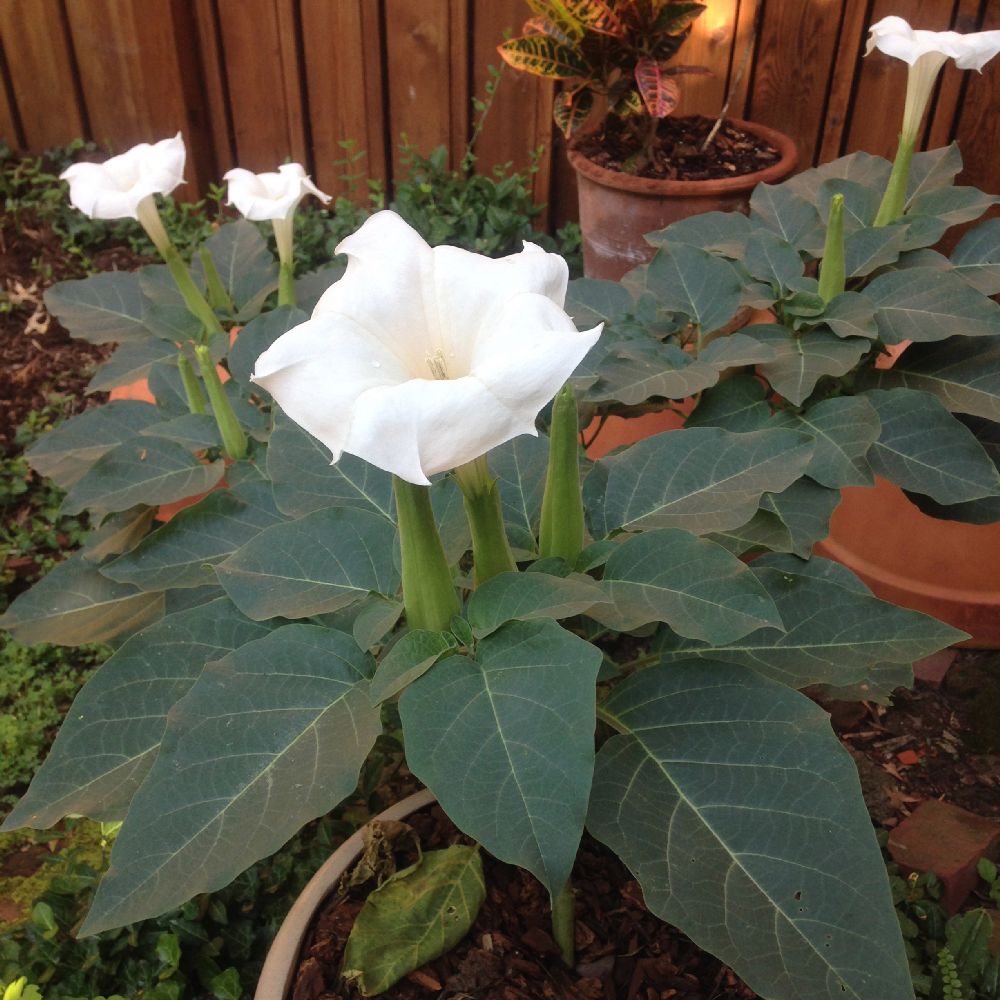 Solanaceae Datura innoxia