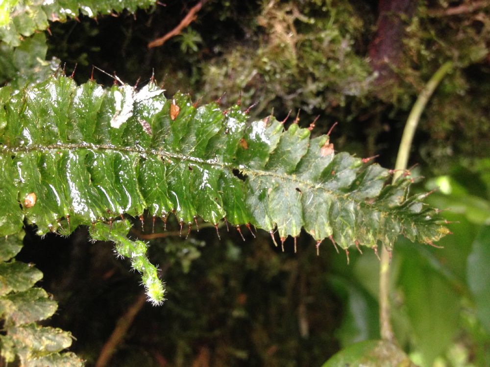 Hymenophyllaceae Trichomanes crispum