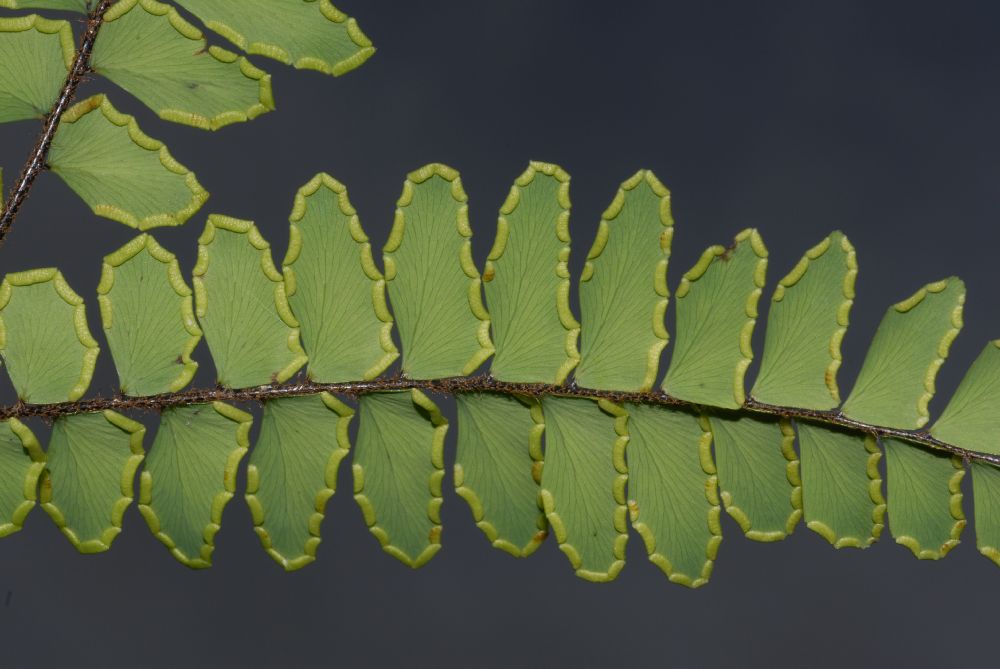 Pteridaceae Adiantum latifolium