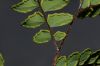 image of Adiantum latifolium