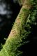 image of Asplenium holophlebium