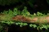 image of Asplenium holophlebium