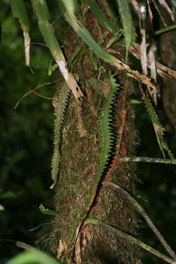 Grammitidaceae Enterosora trifurcata